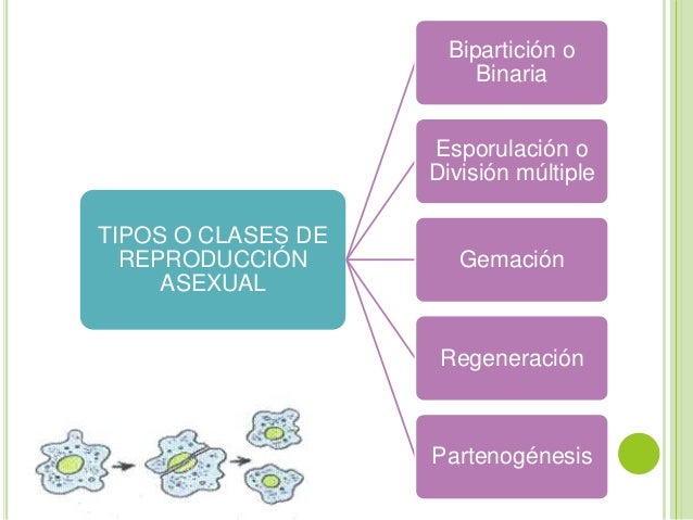 del en asexual arn reproduccion Funcion la del en asexual arn reproduccion Funcion la
